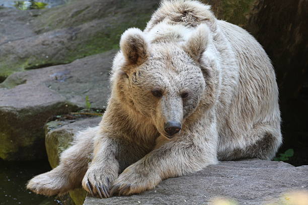 Syrian brown bear stock photo
