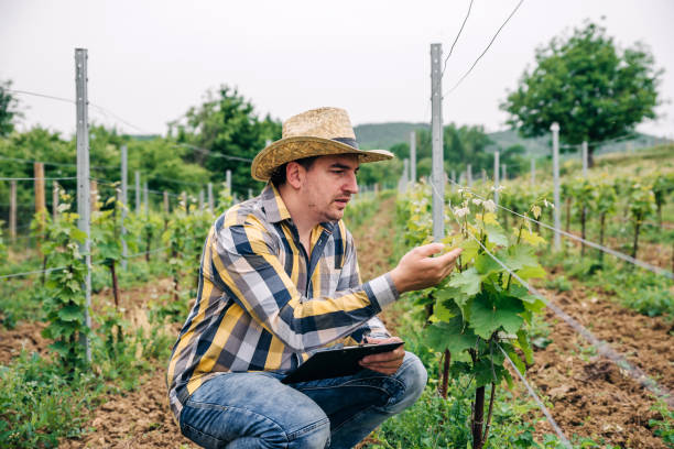 istock Young Winemaker on the wineyard  in the morning 1249904477