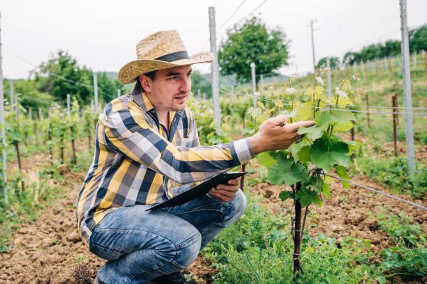 istock Young Winemaker on the wineyard  in the morning 1249904478