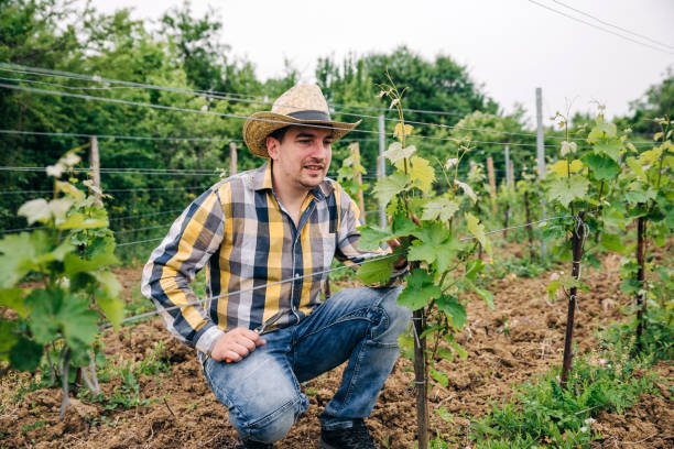 istock Young Winemaker on the wineyard  in the morning 1249904488