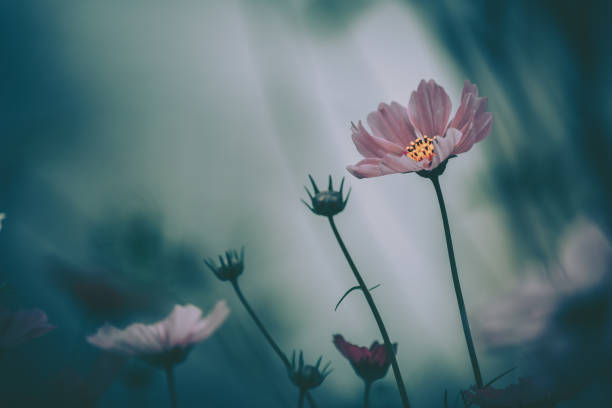 istock Daisy chamomile flowers; Nature Background ; vintage style 1249905365