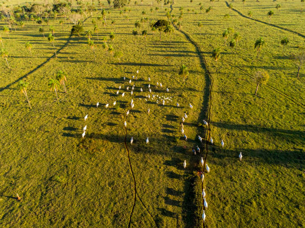 Livestock, cattle ranch Nelore Brazil