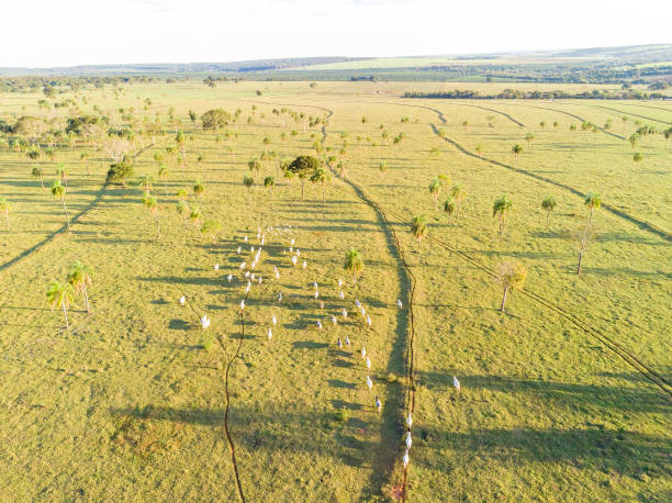 istock Livestock, cattle ranch Nelore Brazil 1249907685