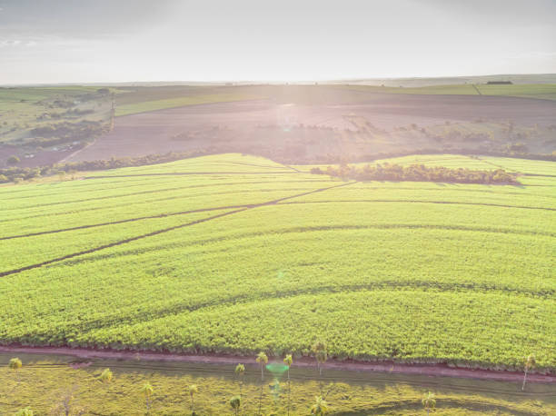 istock Aerial sugarcane field in Brazil 1249907690