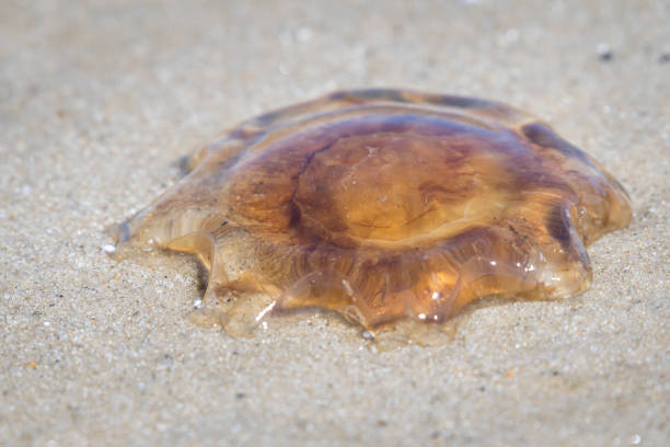 Lots of lions mane jellyfish found at the beach of Monomoy National Wildlife Refuge