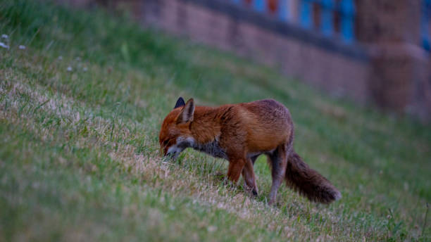 istock fox playing with the grass in london alexander palace 1249909824