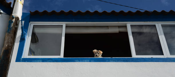 istock The Guardian Puppy 1249909963