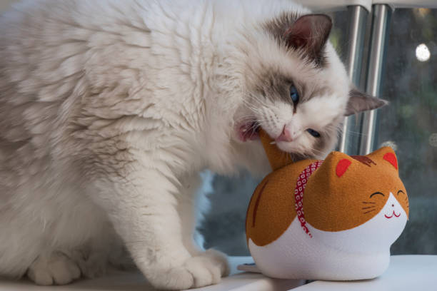 istock 4-month Seal bicolor boy ragdoll bites its toy 1249909990
