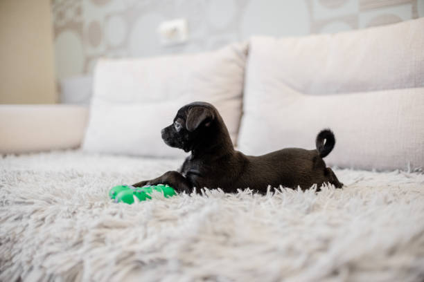 istock Black puppy toy terrier sitting on a sofa and playing with a hand and 1249910706