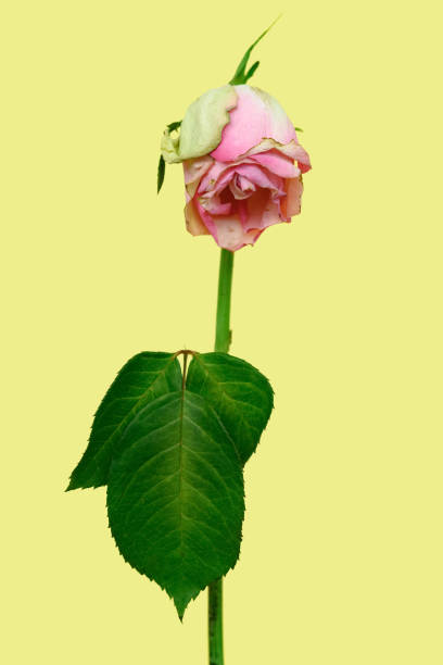 faded pink rose on a yellow background