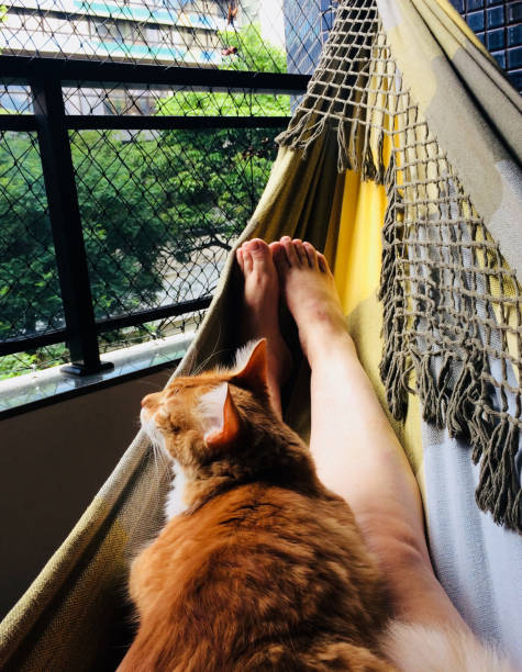 relajarse con mi gato de jengibre - domestic cat city life animal pets fotografías e imágenes de stock