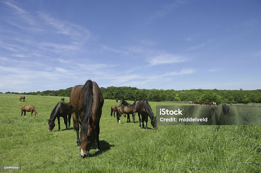 Di cavalli - Foto stock royalty-free di Ambientazione esterna