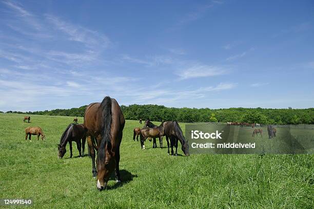 Di Cavalli - Fotografie stock e altre immagini di Ambientazione esterna - Ambientazione esterna, Bellezza naturale, Cavallo - Equino
