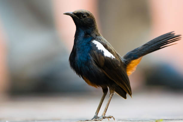 Closeup portrait of Indian Robin (Copsychus fulicatus)