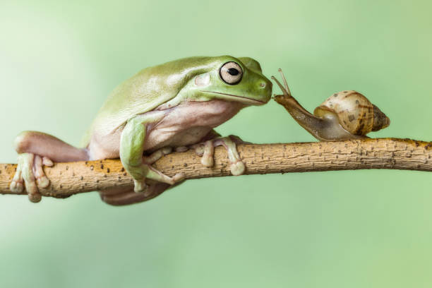istock Kissing my Prince frog 1249920746