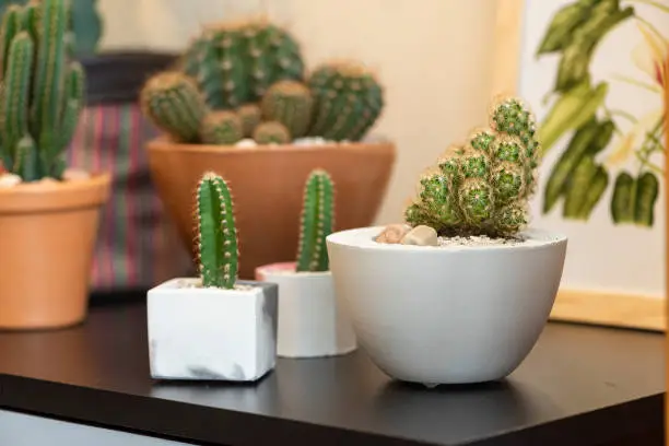 Photo of various species of cactus and vases on a black table with blurred background