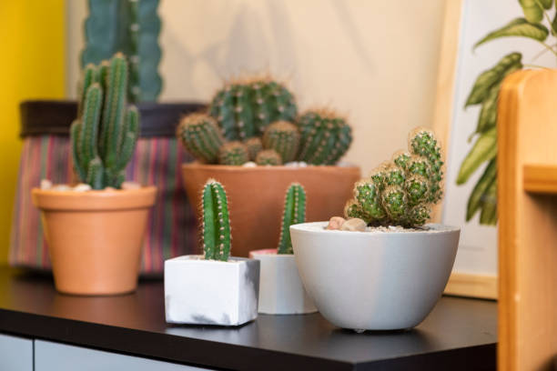 istock various species of cactus and vases on a black table with blurred background 1249922169