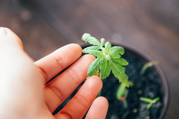 istock Green leaf of marijuana in a hand 1249922263