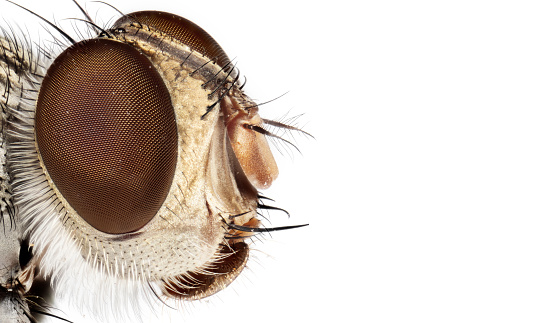 Macro Photography of Head of Housefly Isolated on White Background with Copy Space