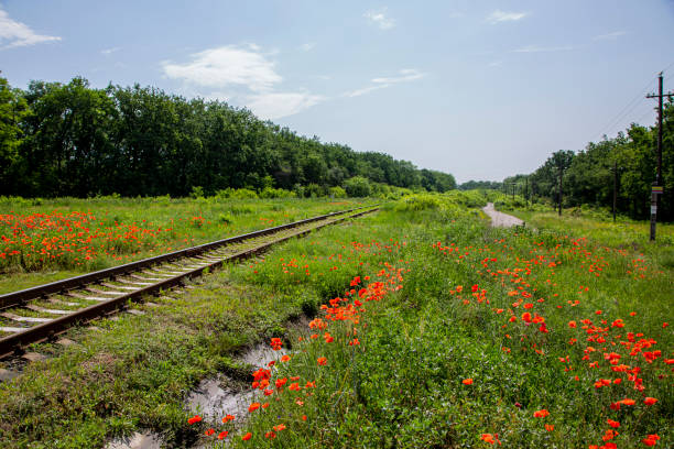 istock Summer landscape with a railway and red poppies 1249935239