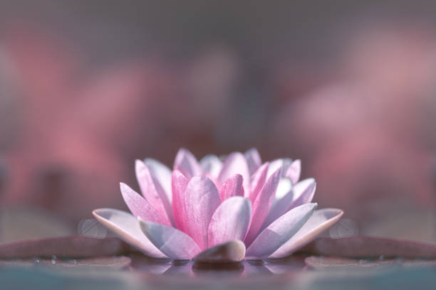 istock Lotus Water Lily Floating On The Water 1249935306
