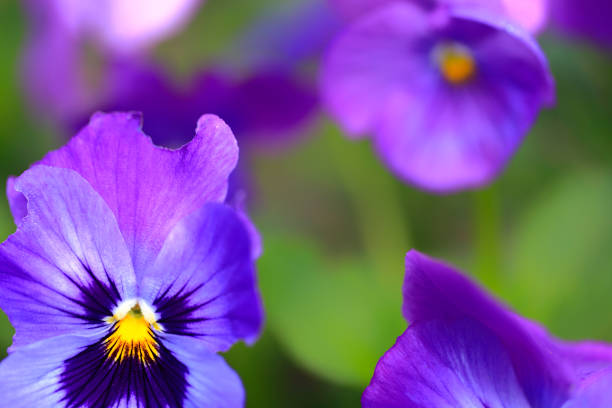 istock Close-up Flower Nature Pansy Petal Purple Springtime 1249935982