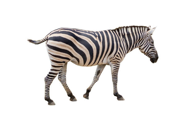 istock Beautiful zebra isolated on white background. with clipping paths. 1249936032