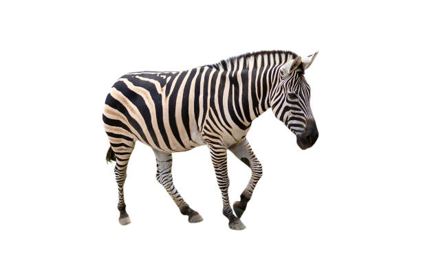 istock Beautiful zebra isolated on white background. with clipping paths. 1249936033
