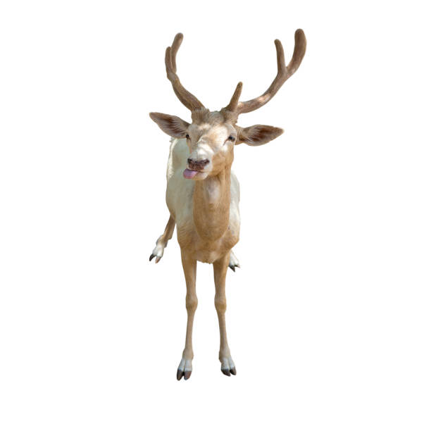 Young beautiful sika deer isolated on white background. Deer tongue out.