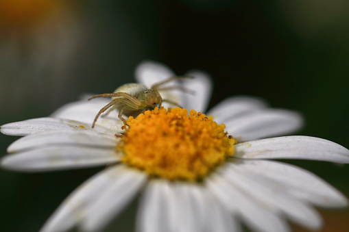 Crab Spider on a Daisy. Canon 5DMkii Lens EF100mm f/2.8L Macro IS USM ISO 400