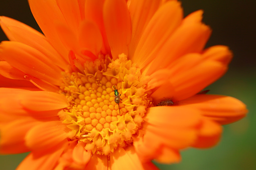 Extreme Close-Up of a Marigold Flower with Insect. Canon 5DMkii Lens EF100mm f/2.8L Macro IS USM ISO 200