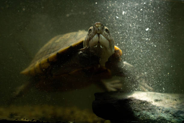 istock the turtle swims towards you slowly 1249937431