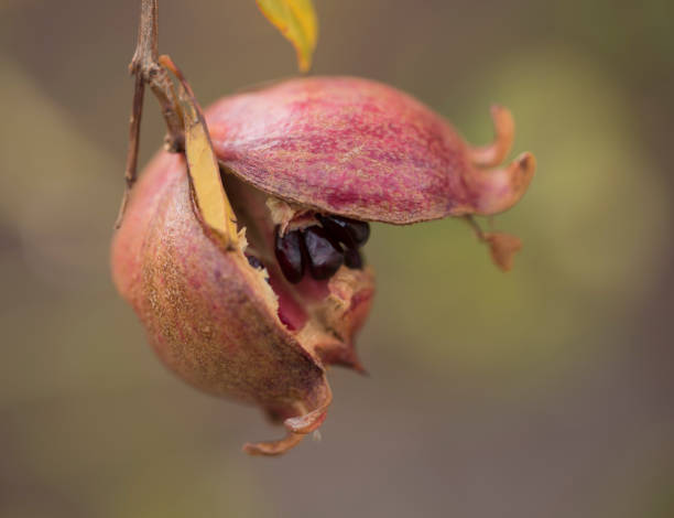 istock Pomegranate fully ripe but cracked. Showing the seeds. Blurred background. 1249939279