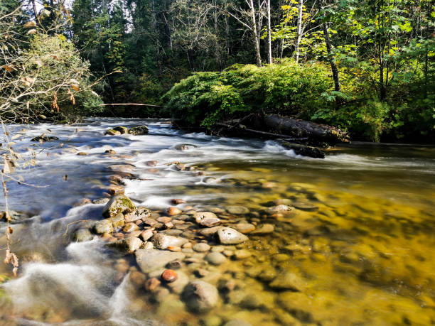 istock River View Riverside Nature Forest Flowing River Rock 1249940685