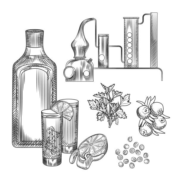 ilustrações de stock, clip art, desenhos animados e ícones de set of gin in hand drawn style on white background.glasses with gin and tonic cocktail, alembic, coriander, lemon peel. - food and drink fruit cartoon illustration and painting