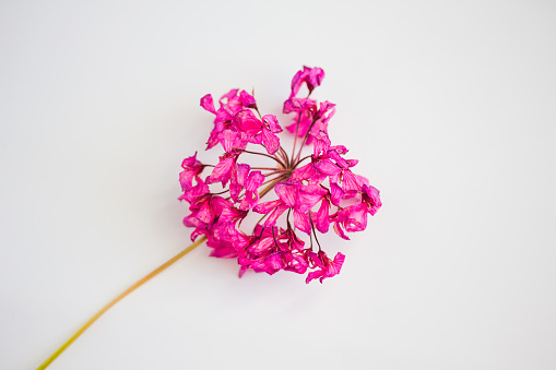 dry pink flower on a light background, a symbol of withering and completion, material for crafts
