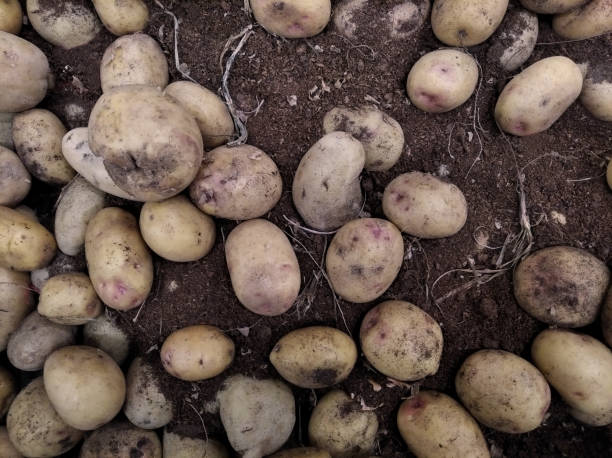 istock potatoes in the field flat lay - harvesting concept 1249947509