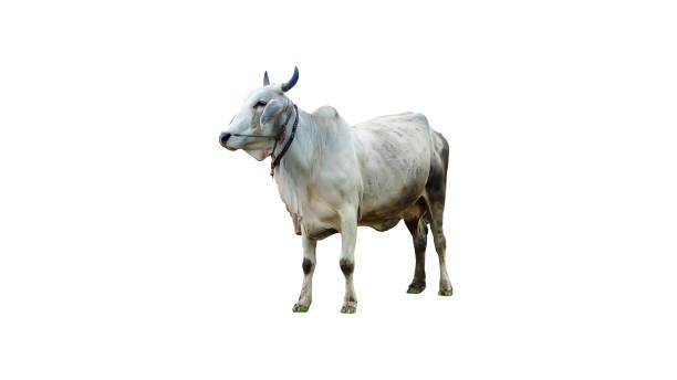istock Cow isolated on white background with clipping path 1249949088