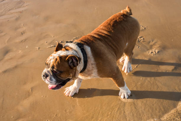 istock Bulldog on the beach 1249949656
