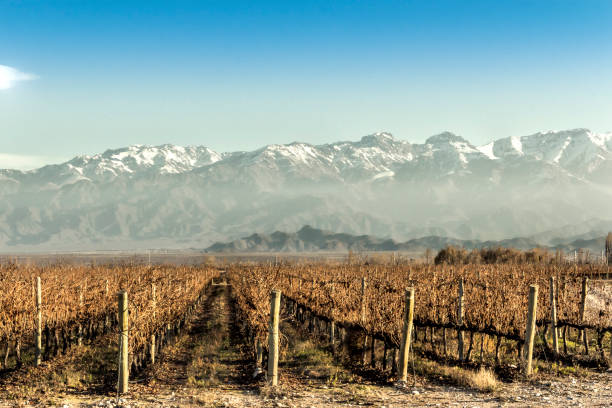 istock Malbec grape vineyards, without pruning. Tupungato, Mendoza, Argentina. 1249949660