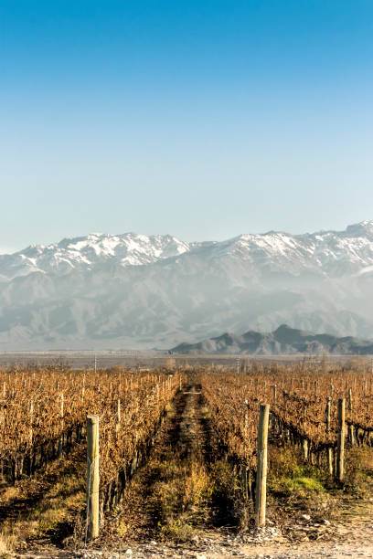 istock Malbec grape vineyards, without pruning. Tupungato, Mendoza, Argentina. 1249949662