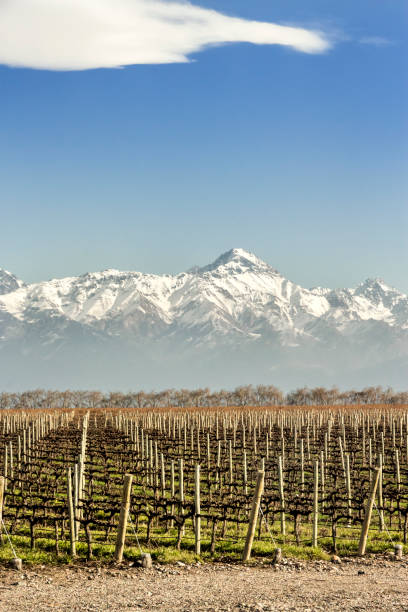 istock Malbec grape vineyards, recently pruned. Tupungato, Mendoza, Argentina. 1249949693