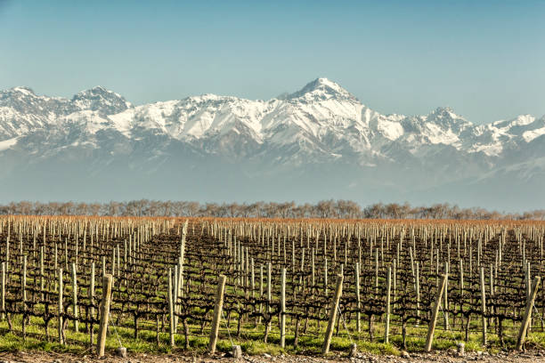 istock Malbec grape vineyards, recently pruned. Tupungato, Mendoza, Argentina. 1249949741