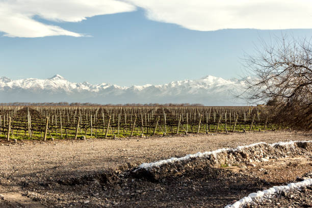 istock Malbec grape vineyards, recently pruned. Tupungato, Mendoza, Argentina. 1249949774