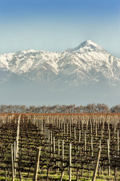 istock Malbec grape vineyards, recently pruned. Tupungato, Mendoza, Argentina. 1249949775