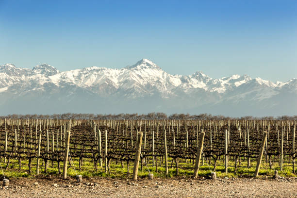 istock Malbec grape vineyards, recently pruned. Tupungato, Mendoza, Argentina. 1249949776