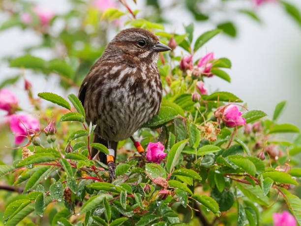 Song Sparrow Perched with Identification Bands Oregon Wild Bird A song sparrow perched on a bush with pink flowers. In the Willamette Valley of Oregon. Has colored bands for identification. Has a soft, defocused background. Edited. song sparrow stock pictures, royalty-free photos & images