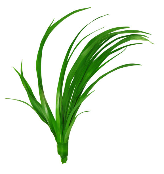 istock Blades of green grass isolated 1249950784