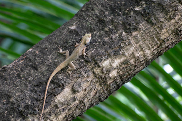 istock A chameleon (family: chameleonidi) sits on a small branch of a tree looking for food 1249950854
