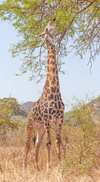 Browsing Male Giraffe in Kruger Park